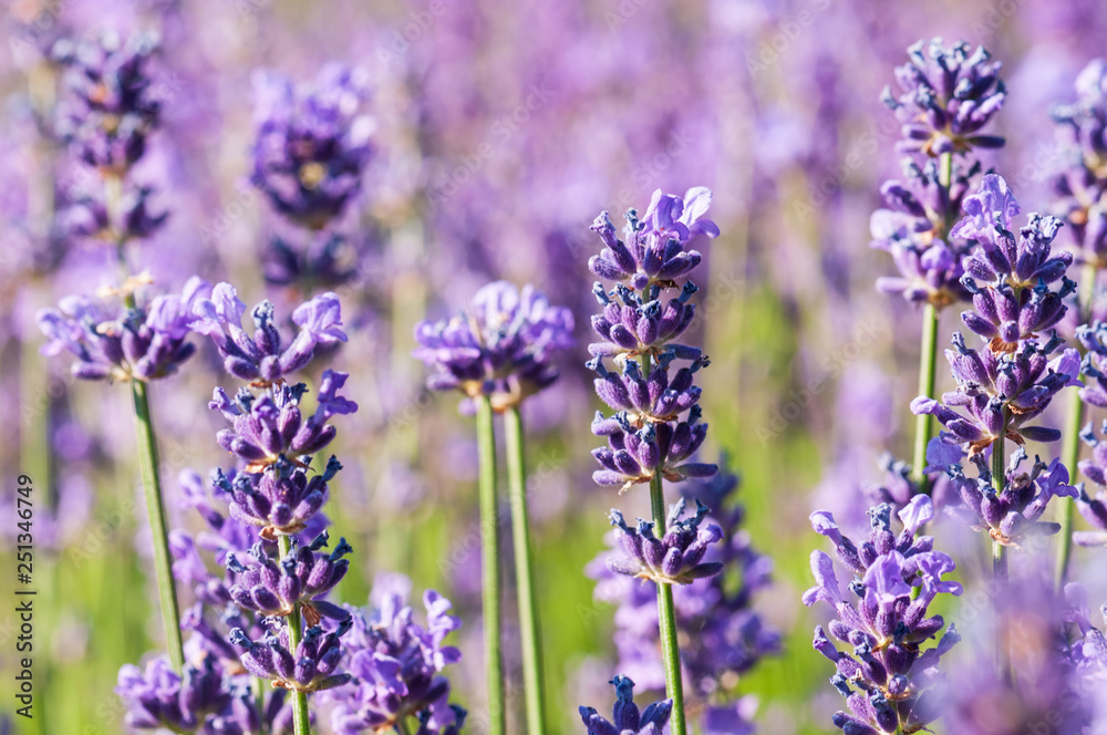 Lavender angustifolia, lavandula blossom in herb garden in morning sunlight