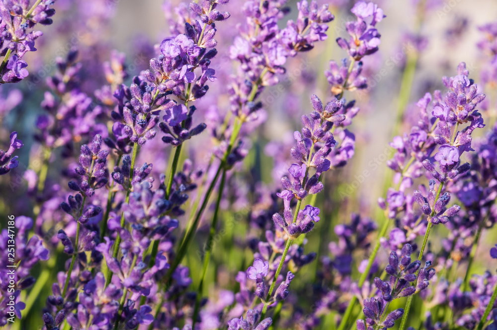 Naklejka premium Lavender angustifolia, lavandula blossom in herb garden in morning sunlight
