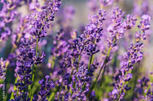 Lavender angustifolia  lavandula blossom in herb garden in morning sunlight