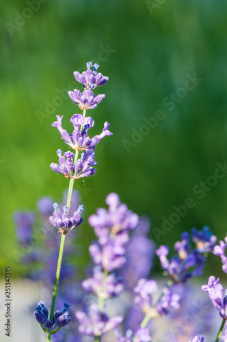 Lavender angustifolia  lavandula blossom in herb garden in morning sunlight