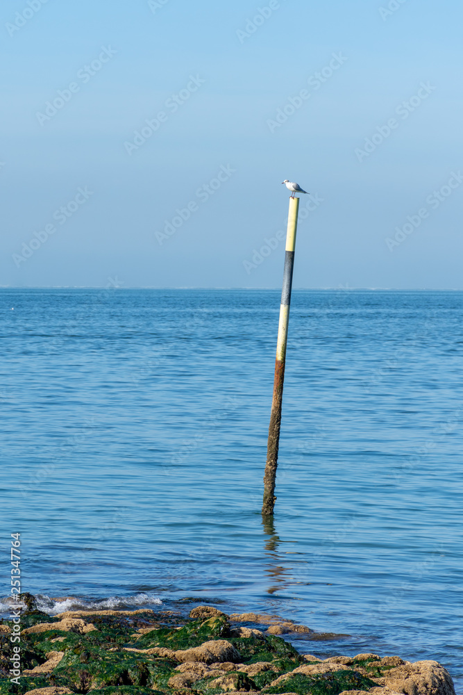 Fototapeta premium BASSIN D'ARCACHON (France), mouette