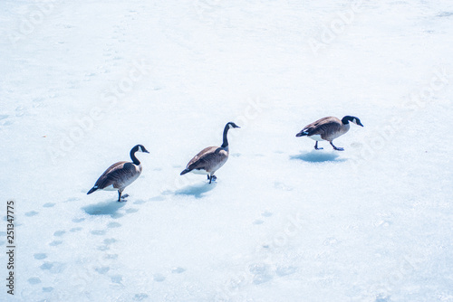 wild ducks on ice water © pelinoleg