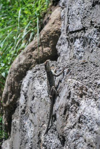 Lizard on the rock, Manali, India. © Mikolaj