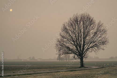 Moon and tree at early morning in Bologna countryside. Po Valley, Emilia Romagna, Italy. photo