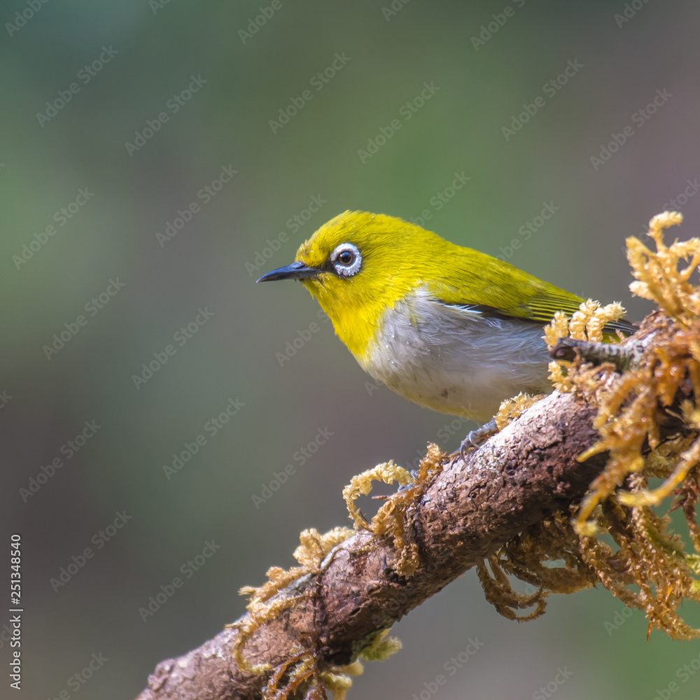 Fototapeta premium Oriental White Eye bird perched on a branch
