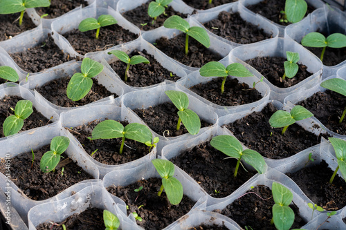 Growing cucumber seedlings. Seedlings in boxes, growing in a greenhouse, February, March.  photo