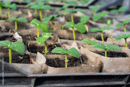 Growing cucumber seedlings. Seedlings in boxes, growing in a greenhouse, February, March.  photo