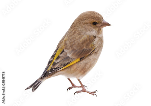 Female European greenfinch (Chloris chloris), isolated on White Background, Cut Out