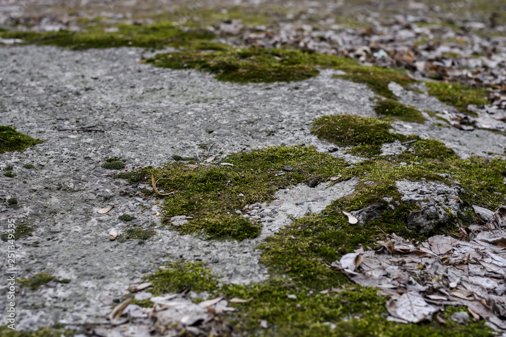 Moss on the ground in early spring