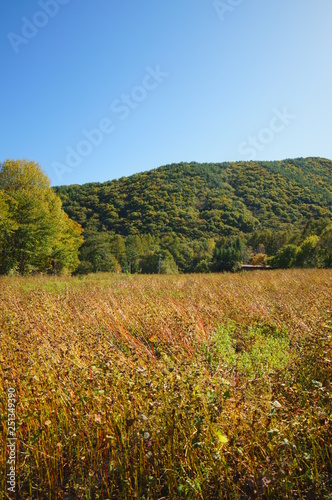 Buckwheat seed field autumn