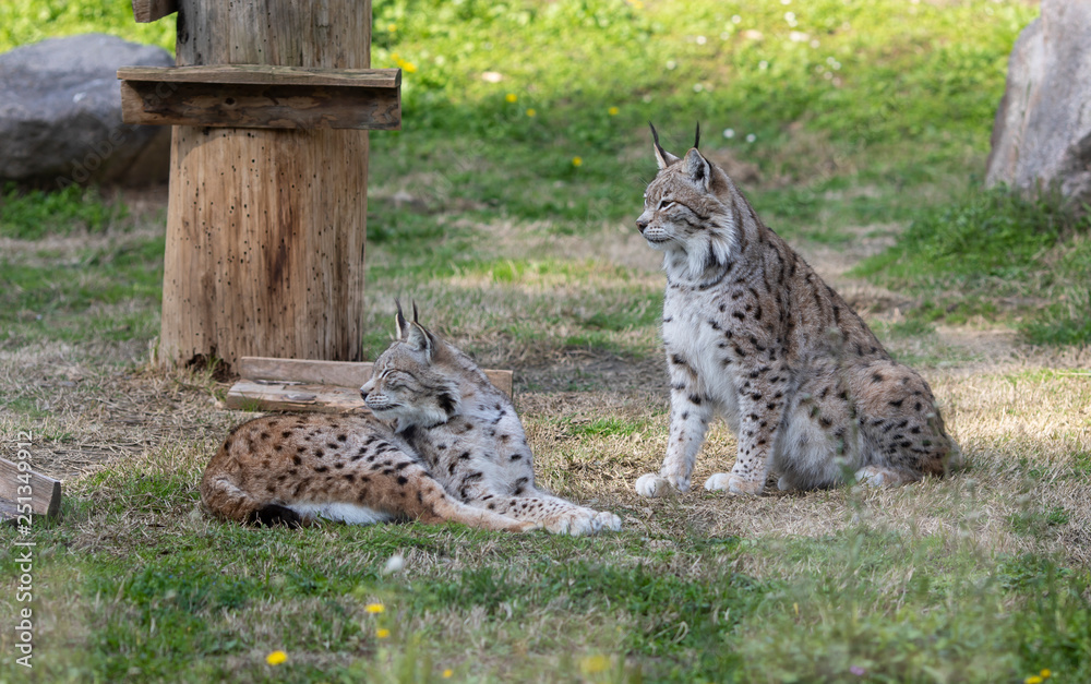 Fototapeta premium Felis lynx