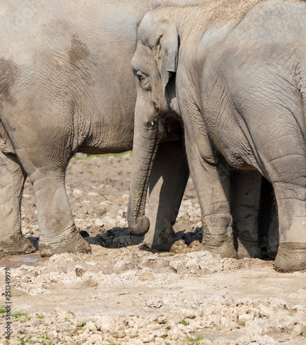 Elephant Family