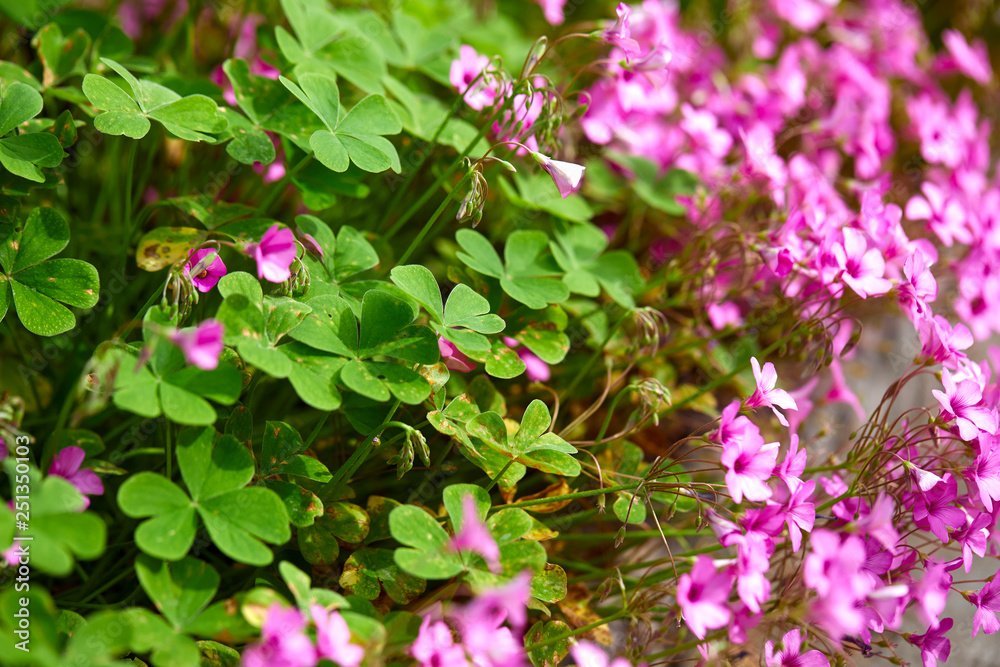 blossoming clover closeup blossoming clover closeup