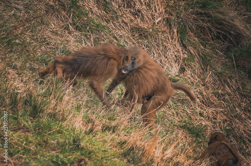  Nice image of guinea baboons. Animal