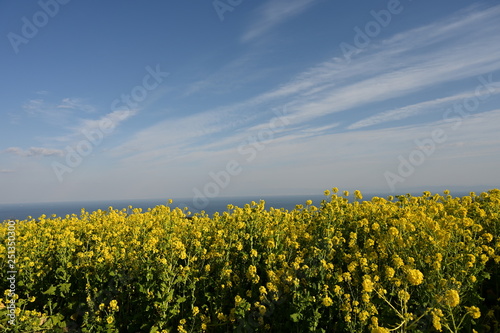 awaji hanasajiki in spring photo