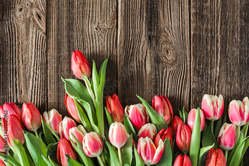 Colorful white and red tulip on wooden table. Spring easter background with flowers on wood. Mother's day card.