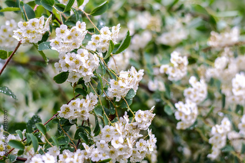 Spring flowers in the rain. Blooming spring. 
