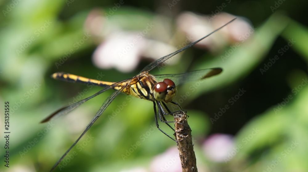 resting the Dragonfly