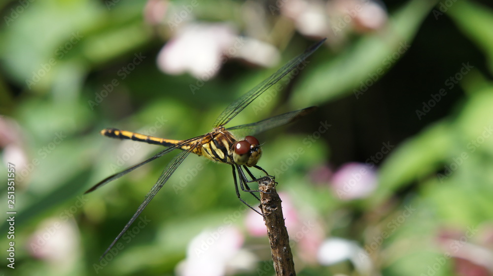 resting the Dragonfly resting the Dragonfly
