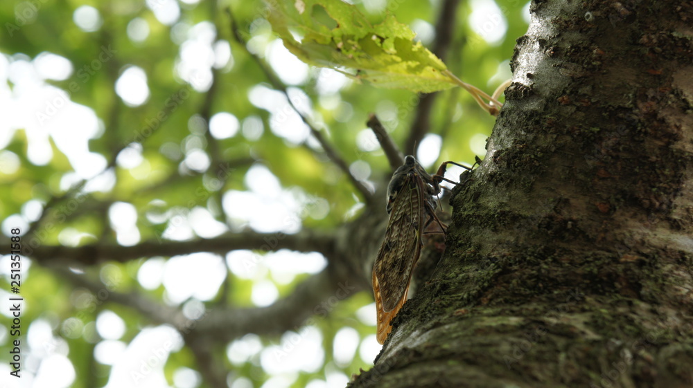 Obraz premium cicada rest tree insect