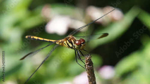 resting the Dragonfly