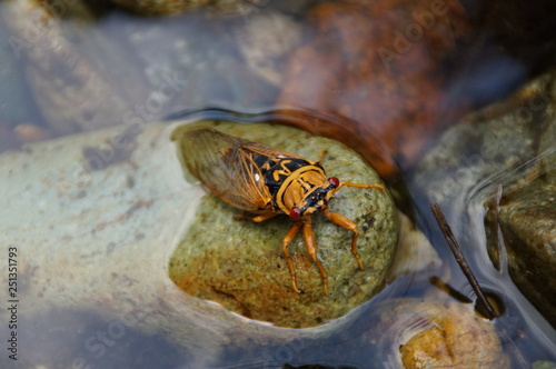 cicada fall into the water