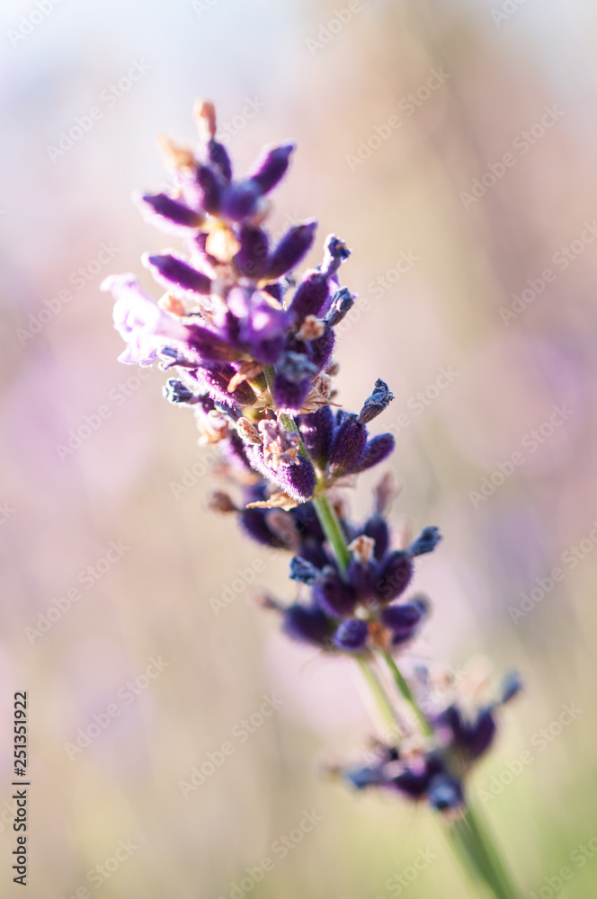 Fototapeta premium Artistic Lavender angustifolia, lavandula blossom in herb garden in evening sunlight, sunset