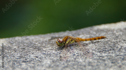 resting the Dragonfly