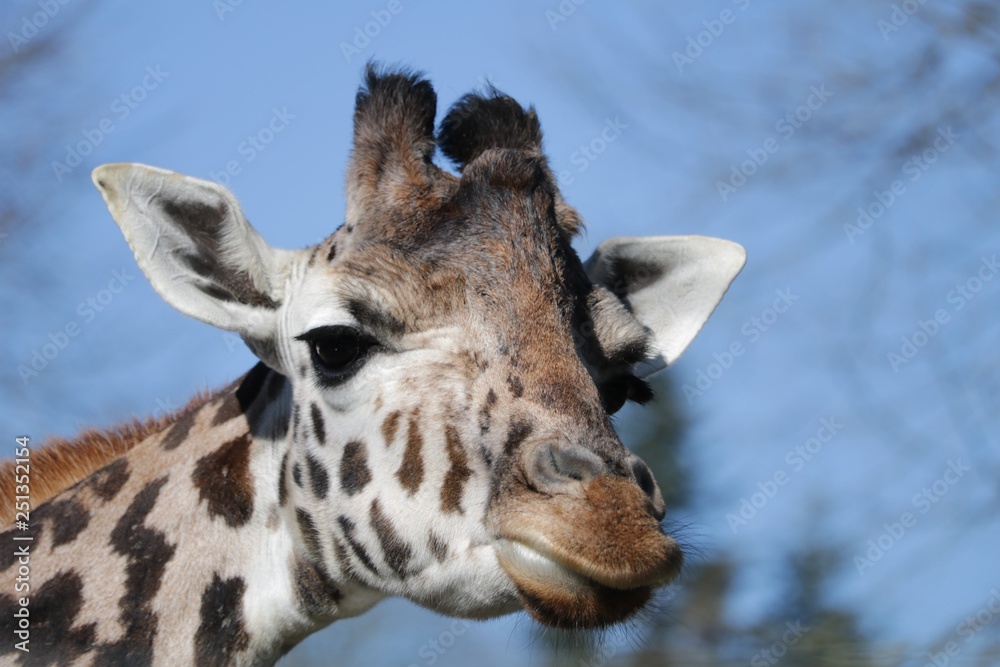Naklejka premium Girafe