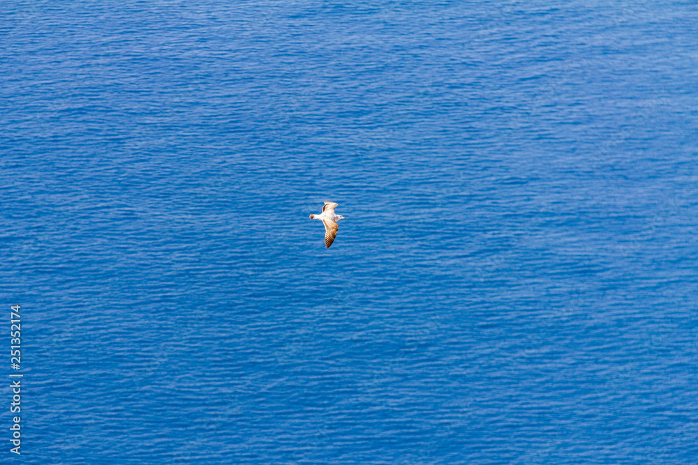 A seagull flying over the mediterranean sea, in Calpe, Spain