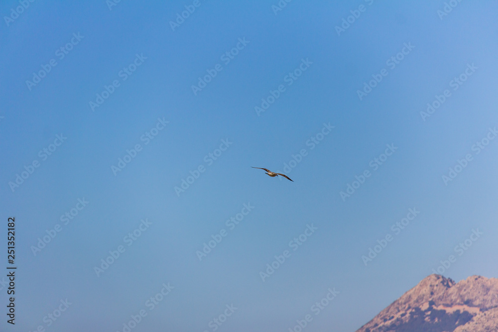 A seagull flying over the mediterranean sea, in Calpe, Spain A seagull flying over the mediterranean sea, in Calpe, Spain