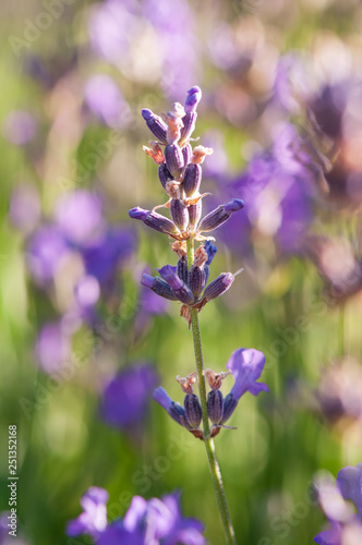 Fototapeta Naklejka Na Ścianę i Meble -  Lavender angustifolia, lavandula blossom in herb garden in morning sunlight