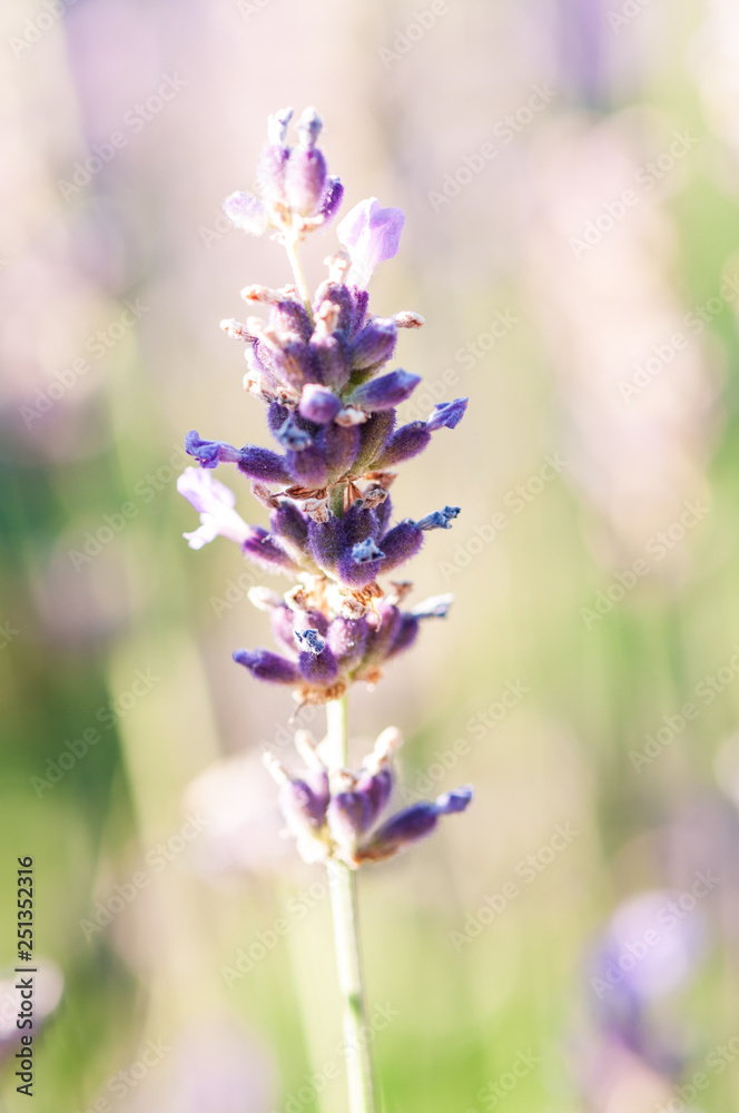 Fototapeta premium Artistic Lavender angustifolia, lavandula blossom in herb garden