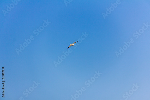 A seagull flying over the mediterranean sea, in Calpe, Spain