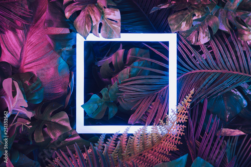 Fototapeta Kreatywny układ fluorescencyjny wykonany z tropikalnych liści z kwadratem neonowym. Leżał płasko. Koncepcja natury.