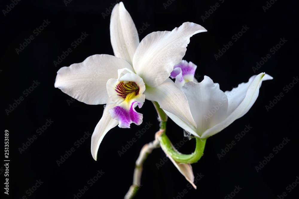 Laelia anceps fma. semi-alba 'Ruby in snow'