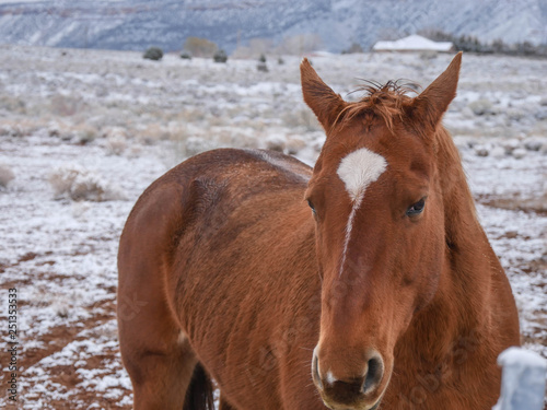 A Horse's Stare