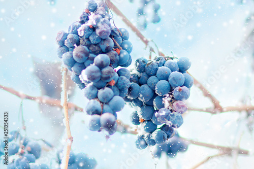Grapes on the frozen vine, winter fruit