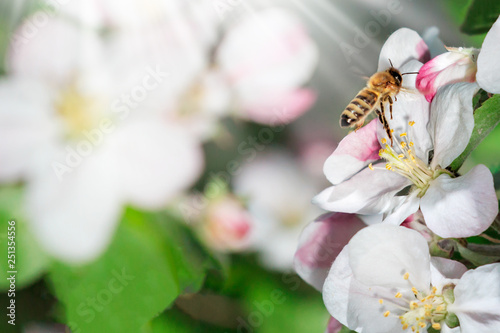 Nature Beautiful apple tree branch with bllom flowers, bee and sun rays photo