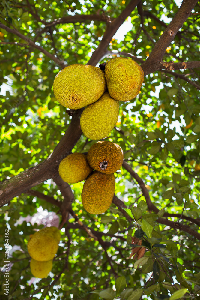 big ripe Jack fruits hanging on the Jack fruit tree, a healthy sweet and juicy Asian tropical fruit big ripe Jack fruits hanging on the Jack fruit tree, a healthy sweet and juicy Asian tropical fruit