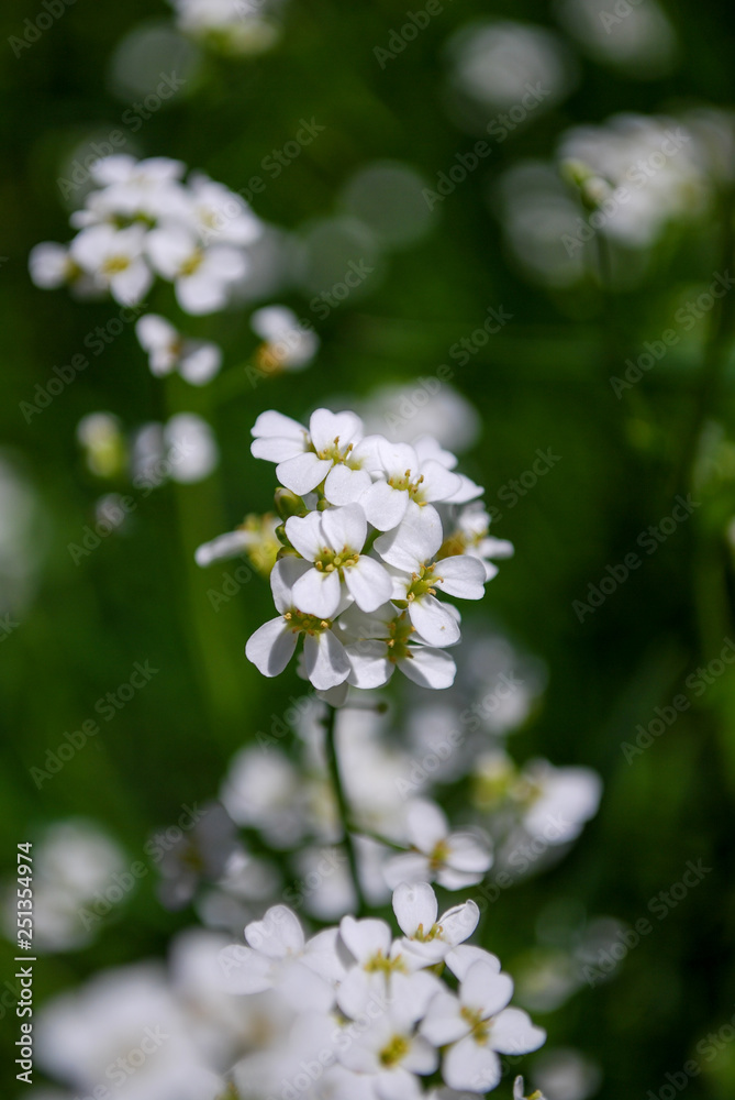 White meadow flowers. White meadow flowers.