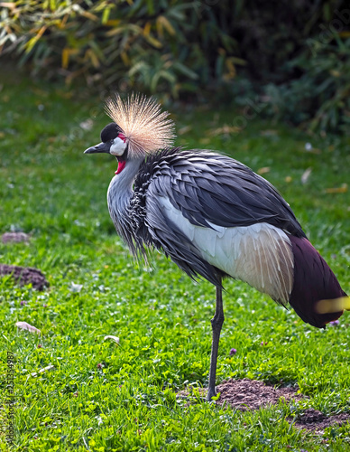 Black crowned crane. Latin name - Balearica pavonina