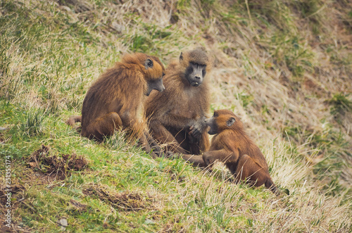  Nice image of guinea baboons. Animal