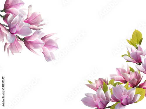 Beautiful magnolia flower blooming bouquet.