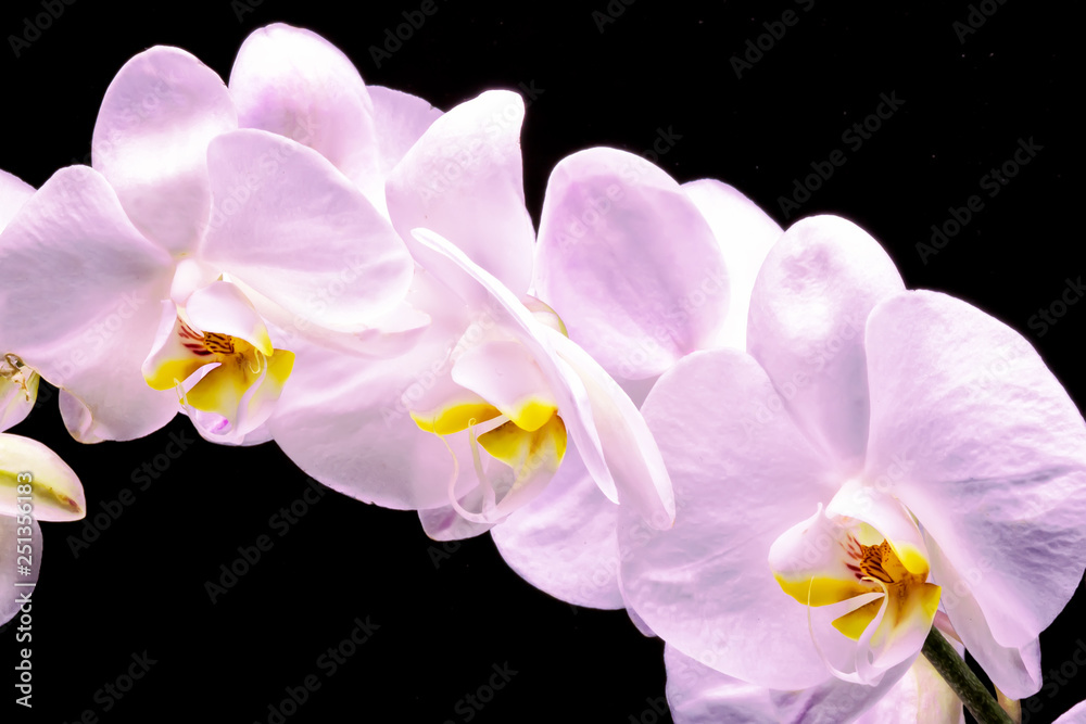 Fototapeta premium Abstract spring or summer bokeh background