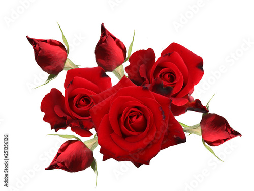 Red rose flower isolated on white background.