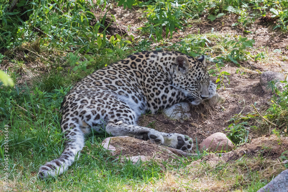 Obraz premium Amur leopard sleeping in the shadow on a bed of grass and boulders