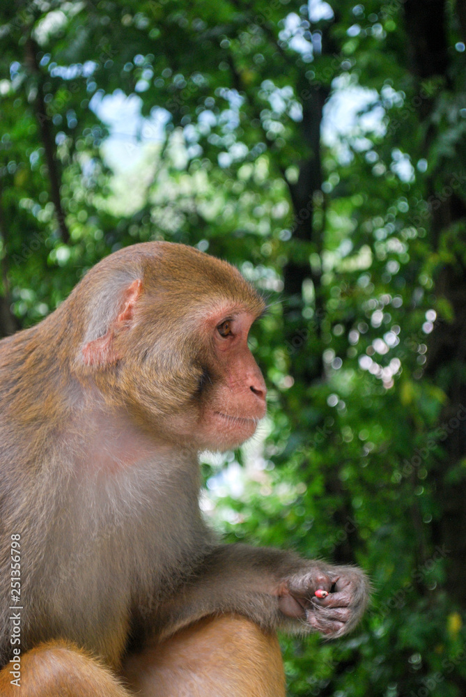 Fototapeta premium Macaque