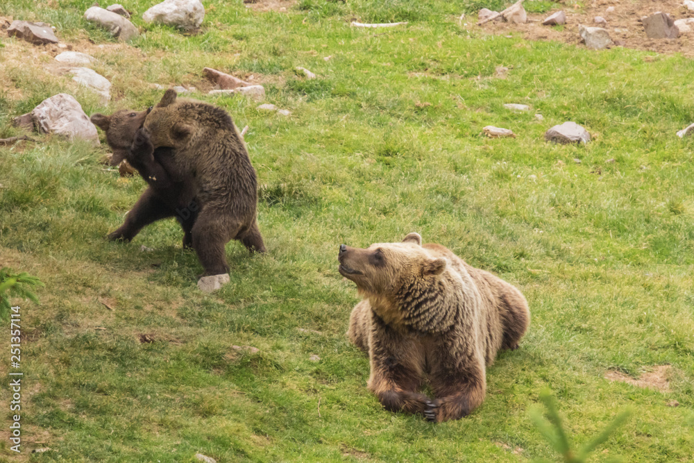 Fototapeta premium Brown bear cubs playing while their mother is resting