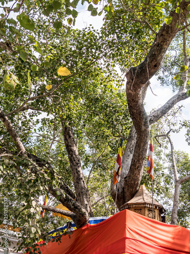 Bodhi tree at Mahabodhi temple